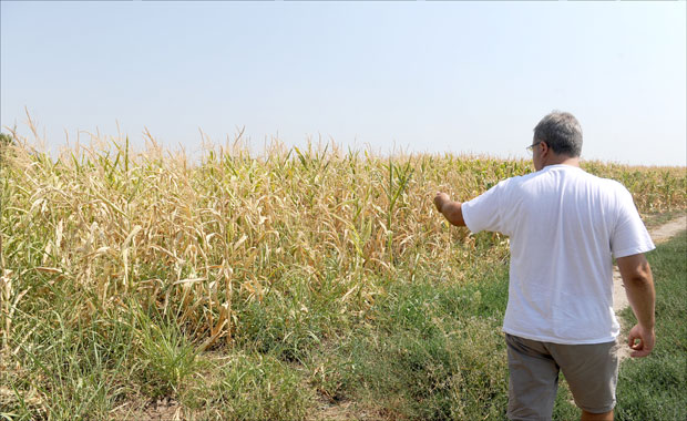 Суша спржила усеве у Српској 